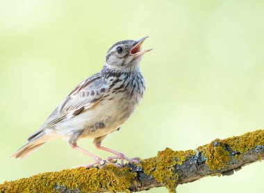 Woodlark, Lullula Arborea 'da. Şarkı söyleyen bir kuş güzel bir dala oturur.