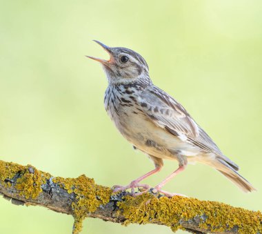 Woodlark, Lullula Arborea 'da. Şarkı söyleyen bir kuş güzel bir dala oturur.