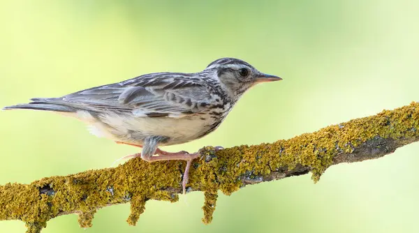 stock image Woodlark, Lullula arborea. A bird sits on a beautiful branch on a blurred pastel background