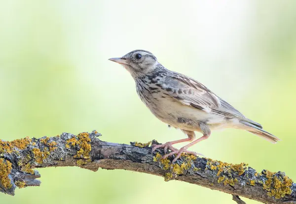Woodlark, Lullula Arborea 'da. Bulanık bir arka planda güzel bir dalda oturan bir kuş.