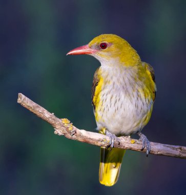 Avrasya Altın Oriole, Oriolus oriolus. Koyu bir arka planda dalda oturan güzel bir kuş.