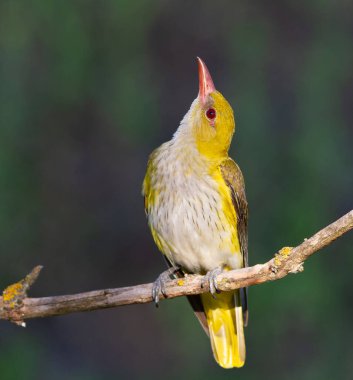 Avrasya Altın Oriole, Oriolus oriolus. Bir kuş bir dala oturur ve yukarı bakar