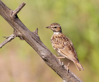 Woodlark, Lullula Arborea 'da. Bulanık bir arka planda bir kuş bir dala oturur