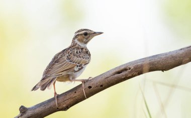 Woodlark, Lullula Arborea 'da. Bir sabah kuşu güzel bir arka planda bir dalda oturur.