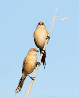 Sakallı reedling, Panurus biarmicus. Genç bir erkek ve dişi arka plandaki gökyüzüne karşı bir sazlıkta oturuyorlar.
