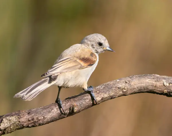 stock image Eurasian penduline tit, remiz pendulinus. A young bird sitting on a branch on a beautiful background