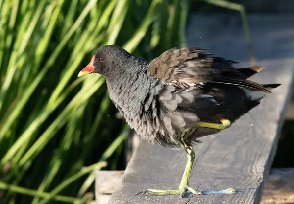 stock image Common moorhen, Gallinula chloropus. A bird stands on one paw on a bridge by the river