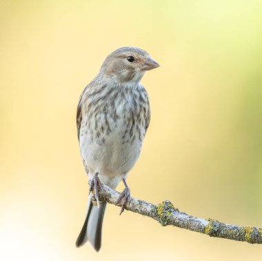 Linaria cannabina 'da yaygın bir linnet. Güzel bir arka planda bir dalda oturan dişi kuş.