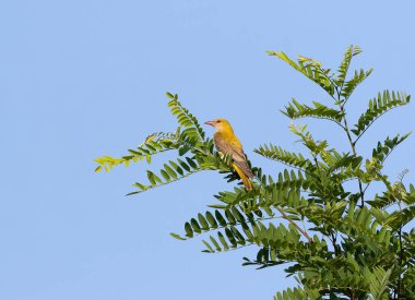 Avrasya Altın Oriole, Oriolus oriolus. Sabahları, bir kuş bir ağaç dalına oturur.