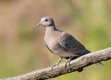Avrupa kaplumbağa güvercini, Streptopelia Turtur. Bir kuş güzel bulanık bir arka planda bir dala oturur.