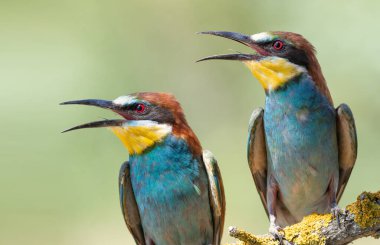 Avrupalı arı yiyici, merops apiaster. Gagaları açık iki kuşun yakın çekimi, sıcaktır.