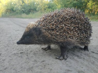 Avrupa kirpisi, Erinaceus europaeus. Tarla yolundan geçen bir hayvan.