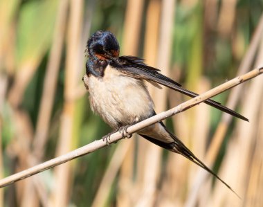 Ahır kırlangıcı, Hirundo rustica. Bir kuş sazlığa oturur ve tüylerini fırçalar.