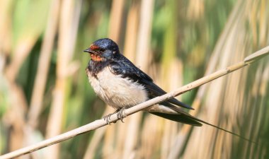 Ahır kırlangıcı, Hirundo rustica. Sabahın erken saatlerinde, bir kuş bir sazlıkta dinlenmek için oturdu.