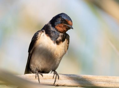 Ahır kırlangıcı, Hirundo rustica. Nehir kıyısındaki sazlığa tünemiş bir kuşun yakın çekimi.