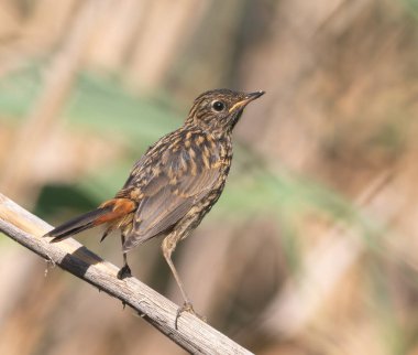 Bluethroat, Luscinia svecica. Genç bir kuş nehrin yanındaki sazlıkta oturur.