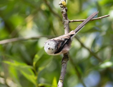 Long-tailed tit, Aegithalos caudatus. A bird sits on a tree branch among the leaves clipart