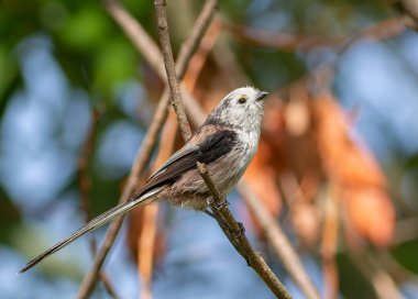 Long-tailed tit, Aegithalos caudatus. A bird sits on a branch