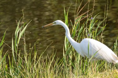 Büyük balıkçıl, Ardea Alba. Bir kuş nehrin kıyısında duruyor, avını bekliyor, balık tutuyor.