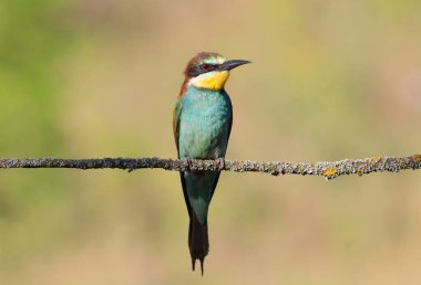 Avrupalı arı yiyici, merops apiaster. Bulanık bir arka planda güzel bir dalda oturan bir kuş.