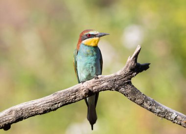 Avrupalı arı yiyici, merops apiaster. Bulanık bir arka planda güzel bir dalda oturan bir kuş.