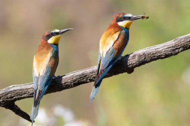 Avrupalı arı yiyici, merops apiaster. Bir kuş ailesi yuvanın yanındaki bir dala oturur.