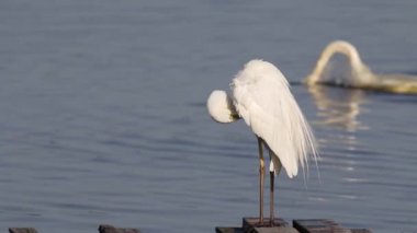 Büyük balıkçıl, Ardea Alba. Bir kuş arka planda yüzen bir kuğuyla tüylerini fırçalıyor.