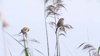 Sakallı reedling, Panurus biarmicus. Genç kuşlar nehir kıyısında sazlıklara tünemiş.