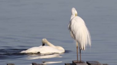 Büyük balıkçıl, Ardea Alba. Bir kuş, arka planda yüzen bir kuğuyla nehir kıyısında tüylerini fırçalıyor.