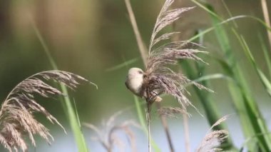 Sakallı reedling, Panurus biarmicus. Genç bir dişi sazlıkların tepesinde avını arıyor.