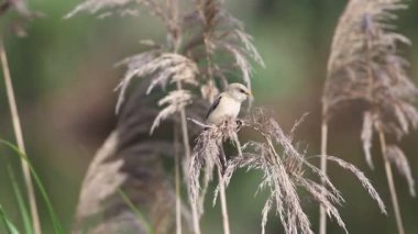 Sakallı reedling, Panurus biarmicus. Genç erkek sazlıkların tepesinde yiyecek arıyor.