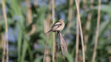 Sakallı reedling, Panurus biarmicus. Genç dişi tüylerini fırçalar, kamışlarını gagalar ve uçar.