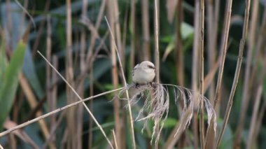 Sakallı reedling, Panurus biarmicus. Genç bir dişi sazlıkların tepesinde avını arıyor.