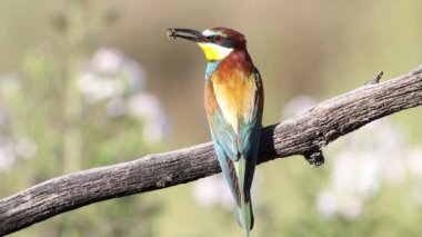 Avrupalı arı yiyici, merops apiaster. Güzel bir arka planda gagasında avıyla bir dalda oturan bir kuş.