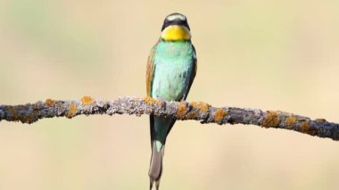 Avrupalı arı yiyici, merops apiaster. Bir kuş güzel bir pastel arka planda bir dala oturur.