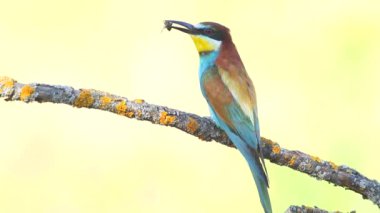 Avrupalı arı yiyici, merops apiaster. Güzel bir arka planda avı olan bir kuşun yakın çekimi.