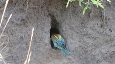Avrupalı arı yiyici, merops apiaster. Bir kuş avıyla yuvaya uçar, girişte oturur ve içeri girer.