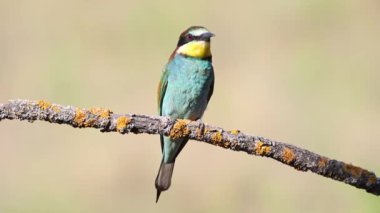 Avrupalı arı yiyici, merops apiaster. Bir kuş düz bir arkaplanda güzel bir dala oturur.