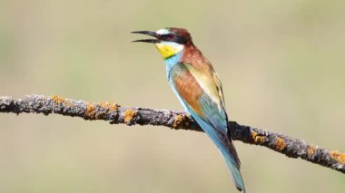 Avrupalı arı yiyici, merops apiaster. Güzel bir arka planda açık gagalı bir dalda oturan bir kuş.