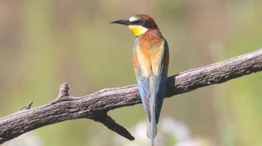 European bee-eater, merops apiaster. Close-up of a bird on a beautiful background