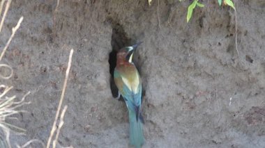 Avrupalı arı yiyici, merops apiaster. Bir kuş yuvanın girişinde oturur, uçar gider, ikinci bir kuş gelir ve uçar.