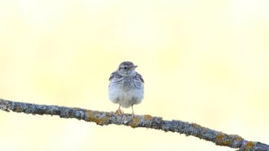 Woodlark, Lullula Arborea 'da. Kuş ötüyor, tüylerini sallıyor, uçup gidiyor..