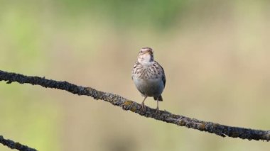 Woodlark, Lullula Arborea 'da. Sabah, bir kuş ötüyor, güneşin ilk ışıklarıyla aydınlatılıyor.