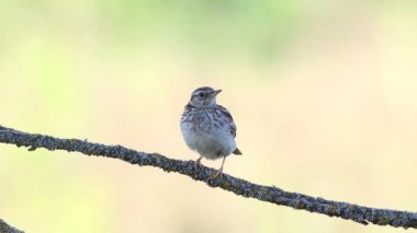 Woodlark, Lullula Arborea 'da. Bir dalda oturan bir kuş, şarkı söylüyor, güzel düz arkaplan