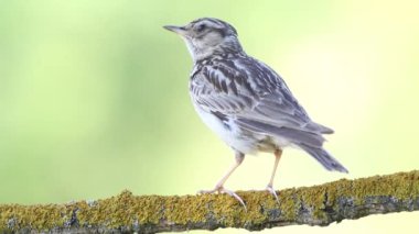 Woodlark, Lullula arborea. Close-up of a bird singing and flying away, against a beautiful background