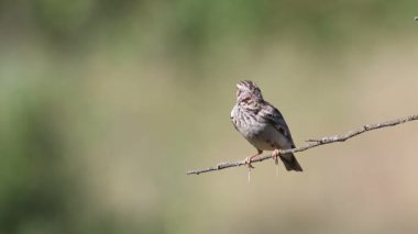 Woodlark, Lullula Arborea 'da. Bir kuş ince bir dala oturup güzel bir arka planda şarkı söyler ve uçar.