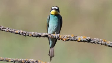 Avrupalı arı yiyici, merops apiaster. Bir kuş güzel bir arka planda bir dala oturmuş, etrafına bakıyor.