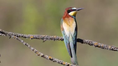 Avrupalı arı yiyici, merops apiaster. Bir kuş güzel bir arka planda bir dala oturur.