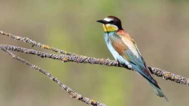 Avrupalı arı yiyici, merops apiaster. Güzel bir kuş bir dala oturur.