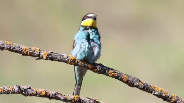 Avrupalı arı yiyici, merops apiaster. Bir kuş bir dala oturmuş, sesleniyor, kanatlarını çırpıyor